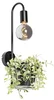 Černá nástěnná lampa s skleněným květináčem Roslini