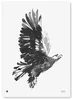 Eagle Artwork 50x70 cm