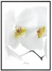 Elegantní květinový obraz Orchidej 30x40 cm