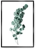 Eukalyptus Plakát Emerald Zelená