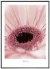 Gerbera Květinový Obraz 50x70 cm