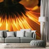 Gerbera na tmavém pozadí - originální fototapeta