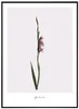 Gladioli Moderní Obraz 30x40 cm