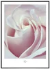 Květinový obraz Fragrance 30x40 cm