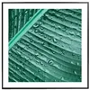 Obraz Banana Leaf 50x50 cm