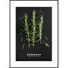 Obraz Rosemary 50x70 cm