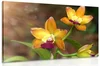Orchidejová elegance – unikátní obraz v oranžové