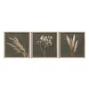 Sada 3 dekorativních obrazů 30x30 cm Pampas