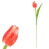 Tulipán lososový SG60104 OR2