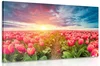 Východ slunce nad loukou s tulipány
