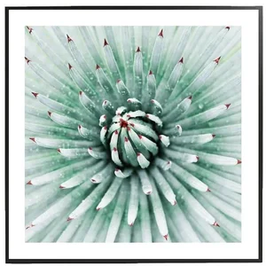 Detaily přírody: Umělecký tisk Agave 50×50 cm