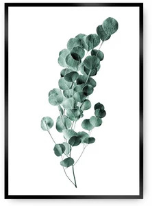 Eukalyptus Plakát Emerald Zelená