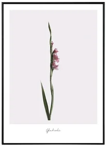 Gladioli Moderní Obraz 30x40 cm