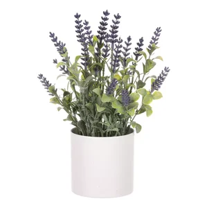 Levandule SG7327 v bílém obalu