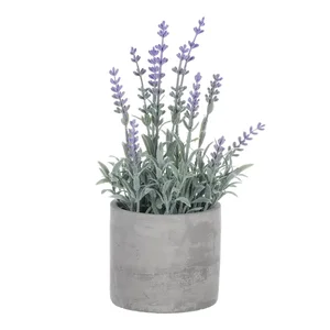 Levandule SG7329 v šedém obalu