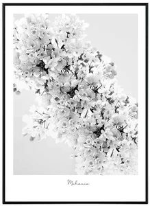 Mahonia - Moderní umělecký tisk 50x70 cm