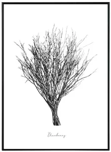 Monochromatické umění: Borůvka - Obraz 30x40 cm