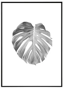 Monstera - Černobílý obraz 30x40 cm