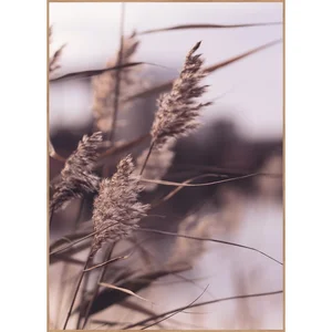 Obraz 50×70 cm Mellow Grasses 3 – Malerifabrikken