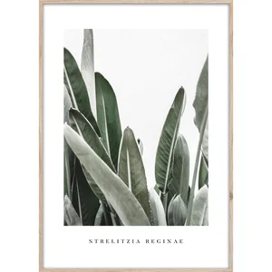 Obraz Strelitzia 50x70 cm