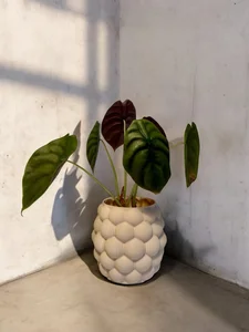 PlantBee Květináč Rubus 12cm Tělová