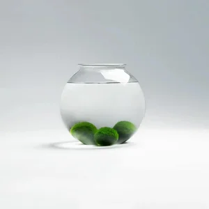 Set řasokoulí v elegantní skleněné dóze