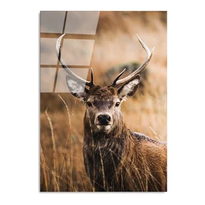 Skleněný obraz 70x100 cm Deer