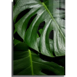 Skleněný obraz Monstera 50x70 cm