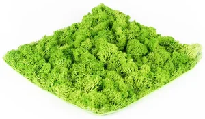 Stabilizovaný mech Hawaj Moss 30x30 cm