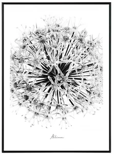 Star Černobílý Obraz 30x40 cm