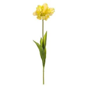 Tulipán třepenitý žlutý UKR2002 YEL
