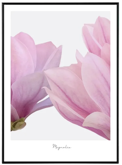 Elegantní obraz Magnolia 30x40 cm