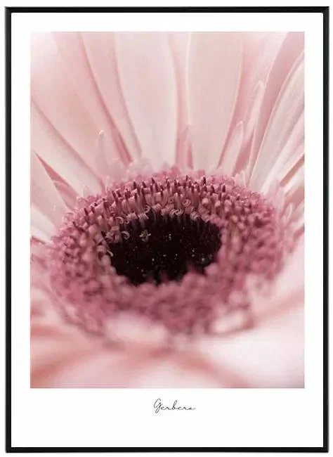 Gerbera Květinový Obraz 50x70 cm