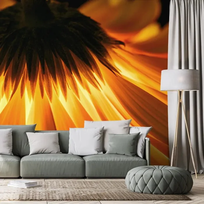 Gerbera na tmavém pozadí - originální fototapeta