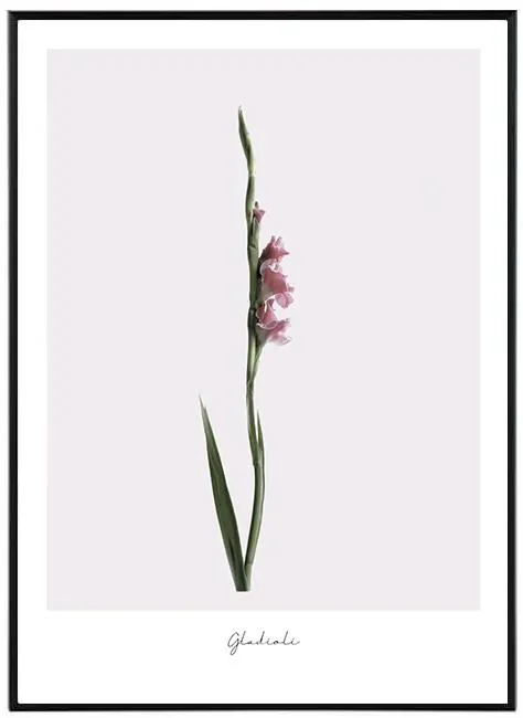Gladioli Moderní Obraz 30x40 cm