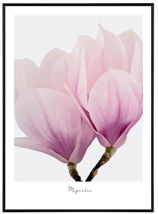 Magnolie - Umělecký plakát 30x40 cm
