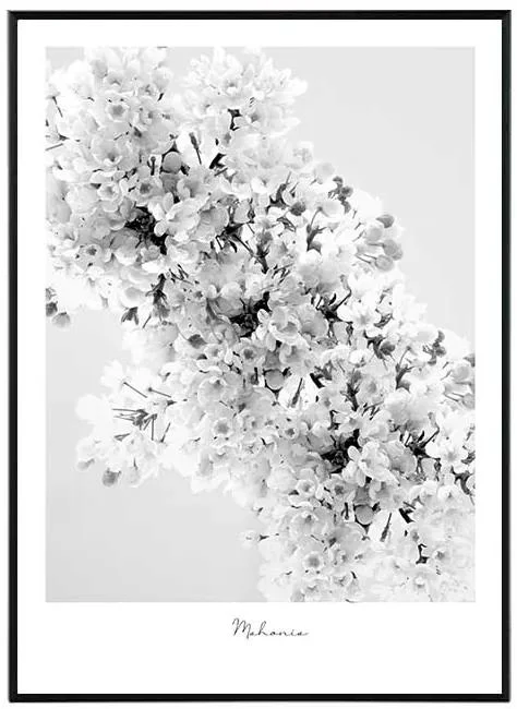 Mahonia - Moderní umělecký tisk 50x70 cm