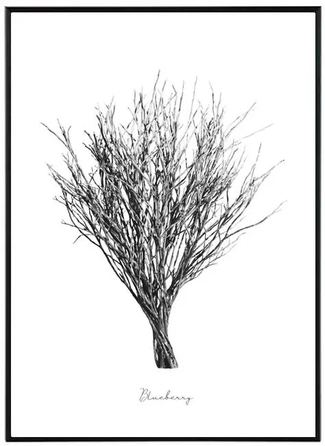 Monochromatické umění: Borůvka - Obraz 30x40 cm