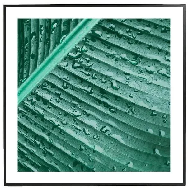 Obraz Banana Leaf 50x50 cm