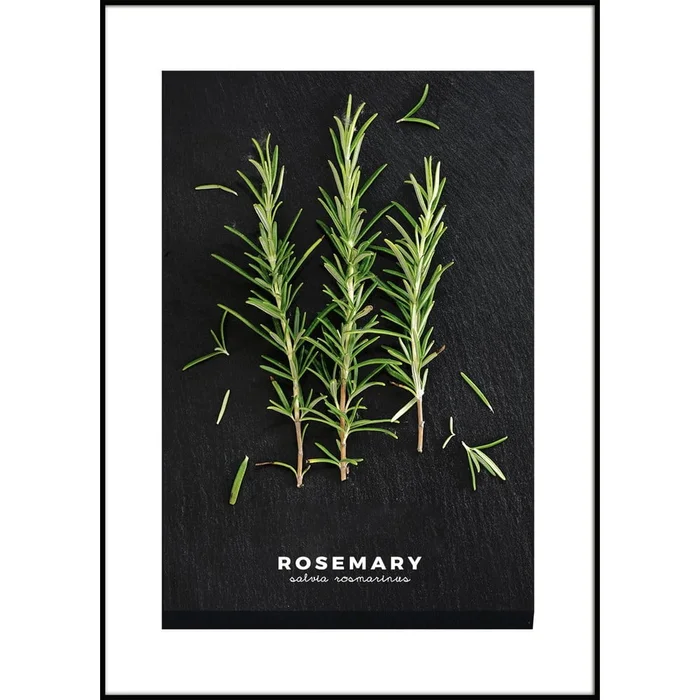 Obraz Rosemary 50x70 cm