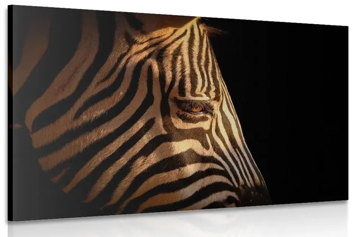 Portrét zebra obraz