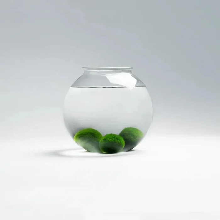 Set řasokoulí v elegantní skleněné dóze