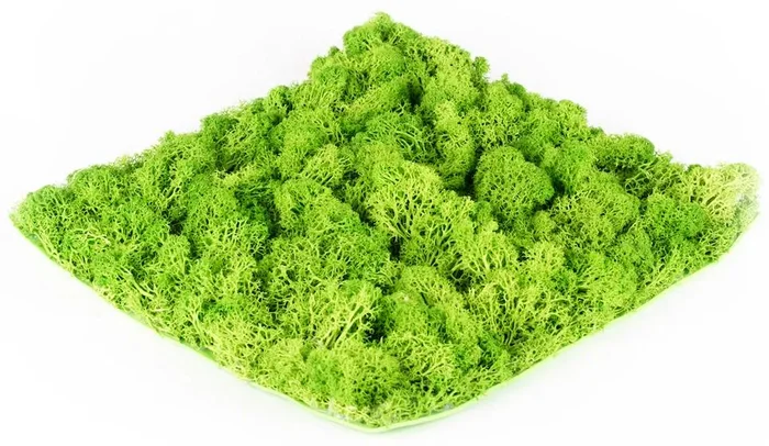 Stabilizovaný mech Hawaj Moss 30x30 cm