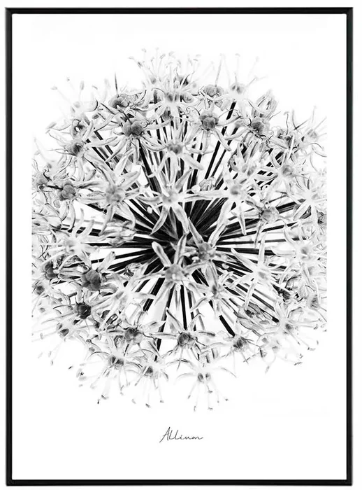 Star Černobílý Obraz 30x40 cm