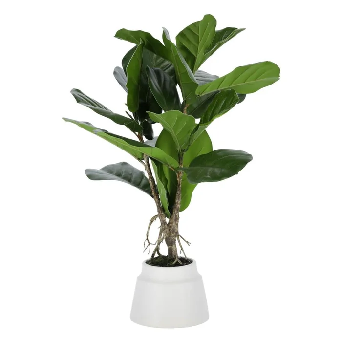 Umělý fíkus Lyrata 60 cm