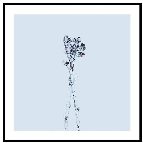 Zimní krystaly – Umělecký tisk 50×50 cm